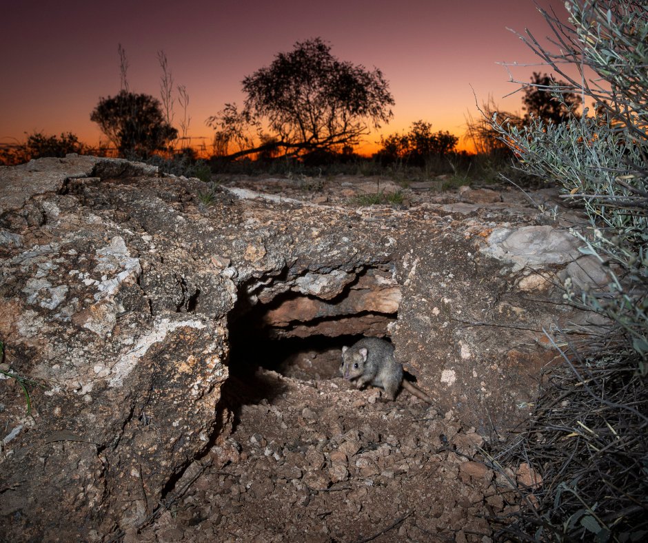 Burrowing Bettongs (Bettongia lesueur) make themselves at home in an 80-year-old burrow at Newhaven Wildlife Sanctuary (Ngalia-Warlpiri/Luritja Country) in Central Australia. AWC Photographer Brad Leue was on the ground during the translocation. 👉bit.ly/AWC-photograph…