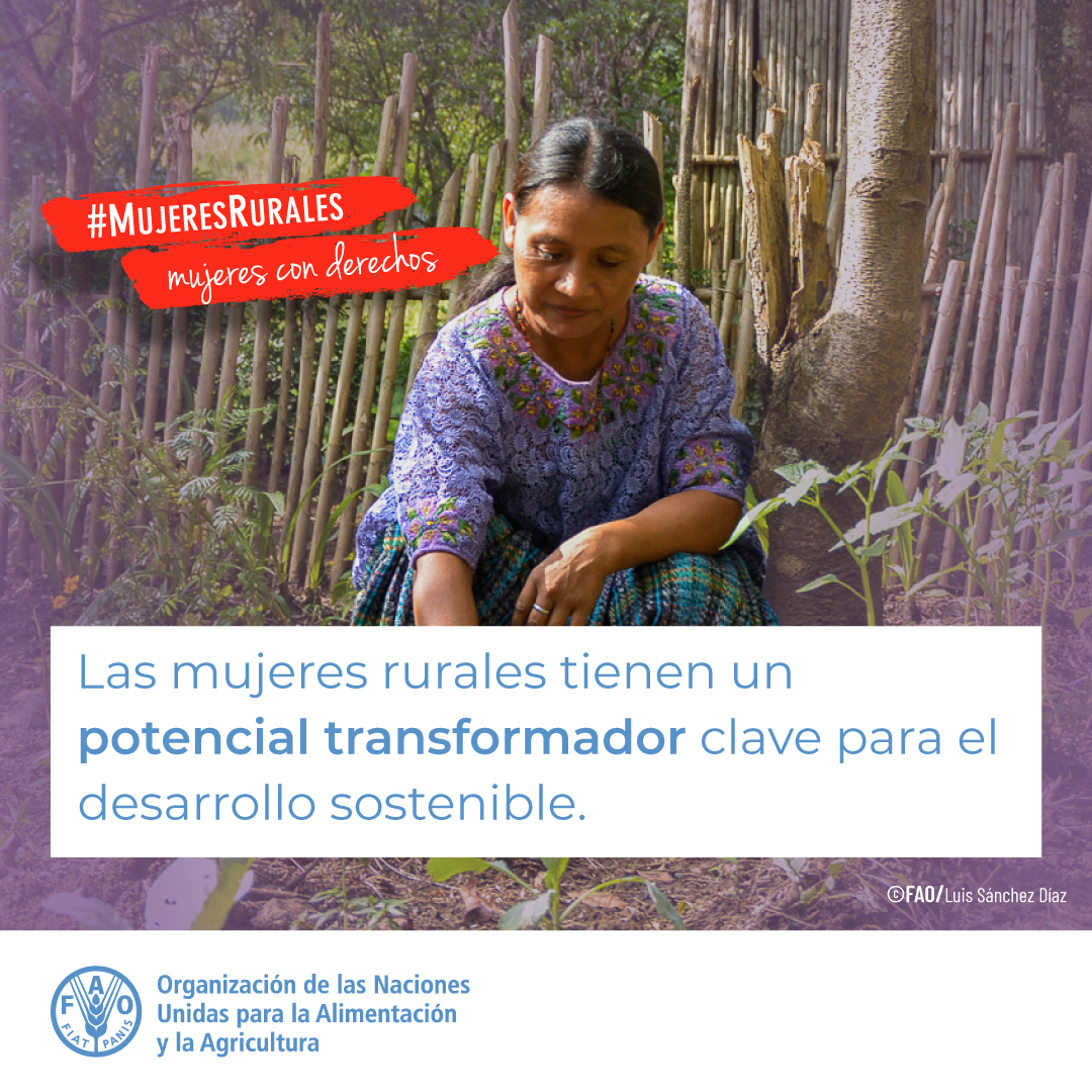 Garantizar los derechos de propiedad y control de las #MujeresRurales sobre la tierra no solo aumenta su autonomía, sino que también puede llevar a prácticas agrícolas más sostenibles y productivas 👩‍🌾 #MujeresConDerechos