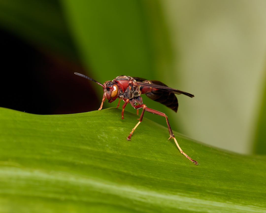 Got it right before takeoff... 
#metricuspaperwasp #paperwasp #wasp #wildlifephotography #macrophotography #insectphotography #photography #appicoftheweek #canonfavpic #captureone