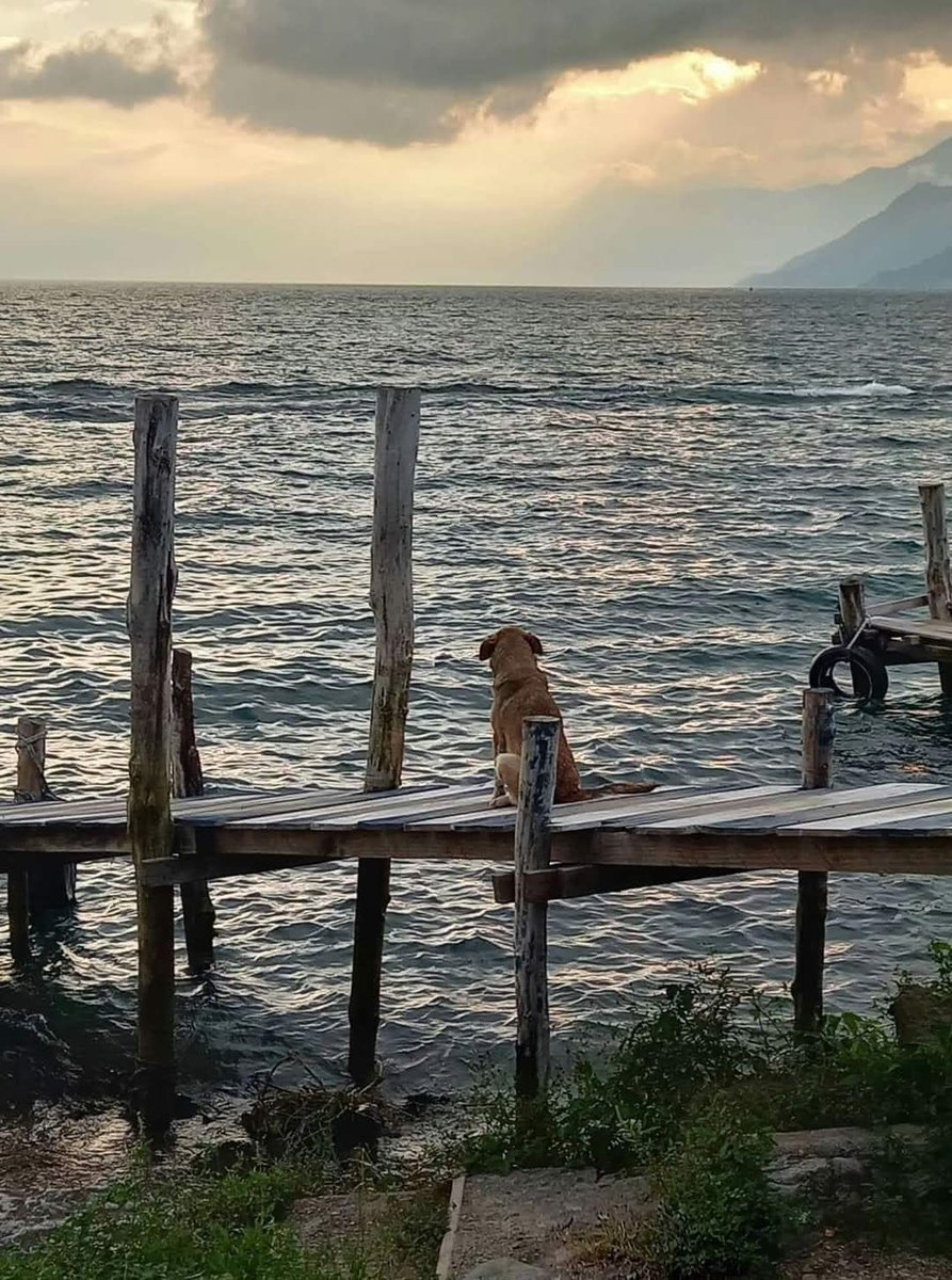 Te amo perrito que admira el mar ￼🌊