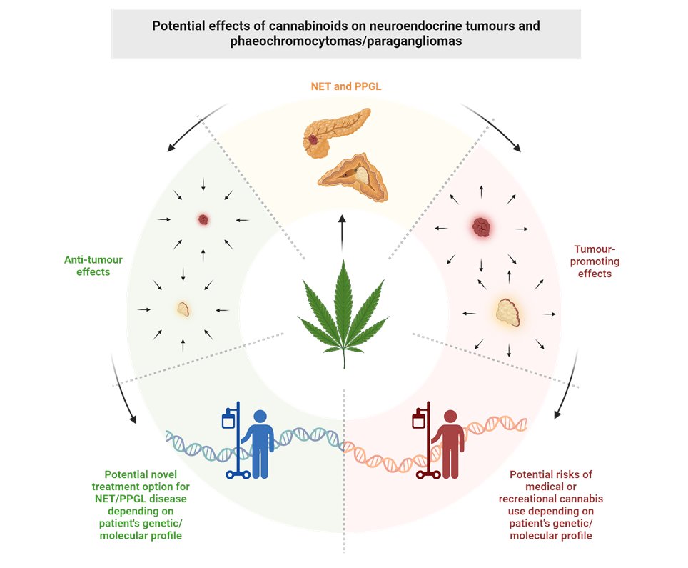 Opposing effects of cannabidiol in patient-derived NET and PPGL primary culture. Interesting results from @NoltingSvenja and group @PheoPara @ENSAT_news pubmed.ncbi.nlm.nih.gov/38605427/