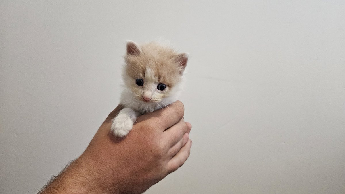 Life update: I'm a foster mum