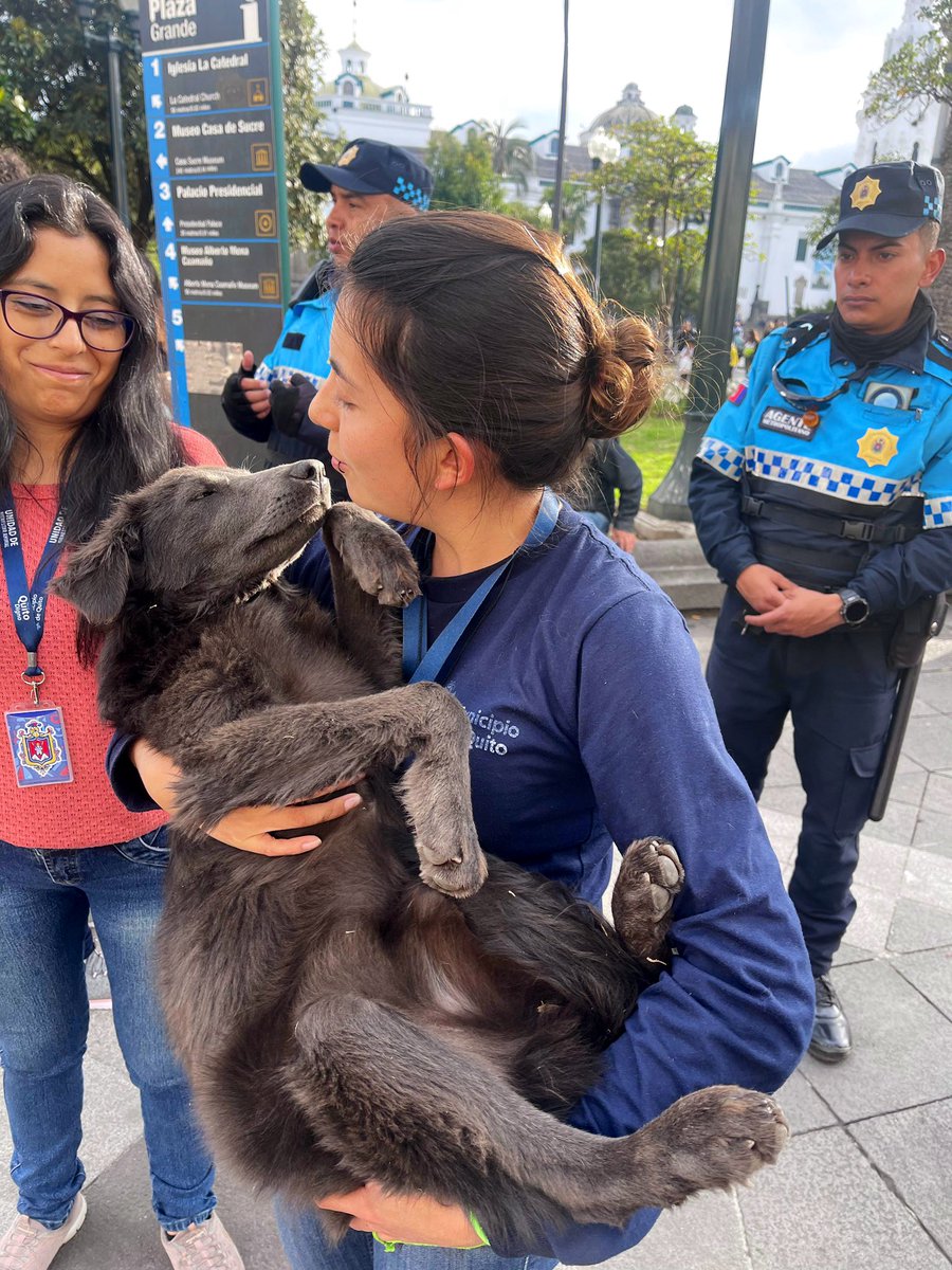 #UBAenTerritorio | esta preciosa cachorra en condición de calle fue retirada de la Plaza Grande para precautelar su bienestar. Fue trasladada a uno de nuestros CAVRAT para su próxima esterilización 🤩. ¿Nos ayudas a encontrarle un hogar responsable? @pabelml