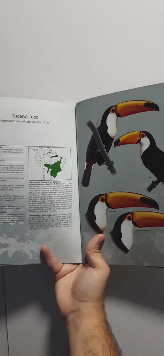 OrnitologiaB's tweet photo. @CesarFavacho @micolin @MarthaArgel Menção honrosa pros livros do Frederick Pallinger, outro ilustrador que admiro muito. São livros compridos para levar para campo,por isso não citei nos "guias de campo",mas são super atualizados,repletos de informações embasadas em publicações científicas e ilustrações magníficas https://t.co/aUOGfqai92