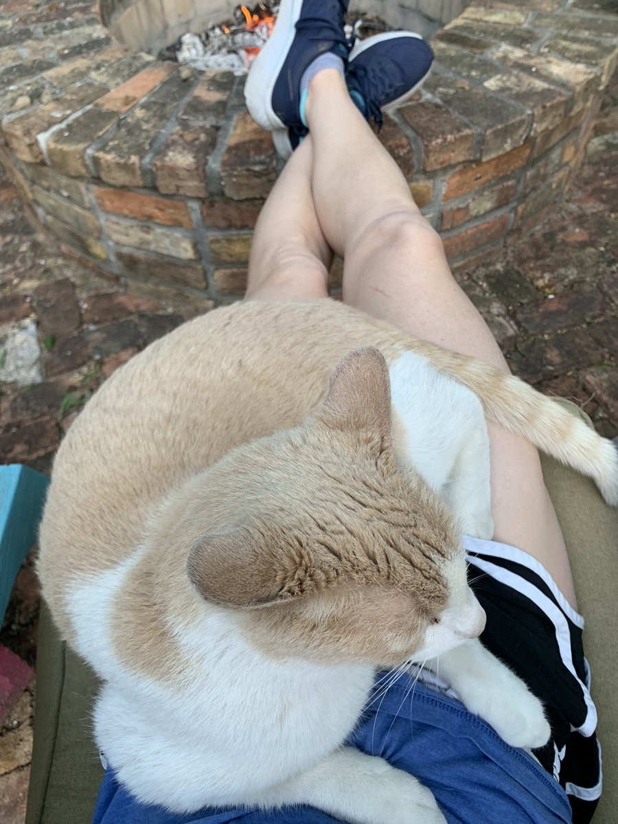 amann4edu's tweet photo. Ahhh the ❤️ of a #cat 
Misunderstood most of the time 
Like many of us 🤔 #persective https://t.co/im8kNohBS8