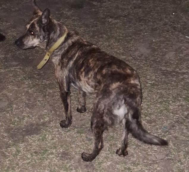 ⚠️🐾🐾🐕‍🦺 #MALDONADO Atención mascoteros!! Estamos buscando a la familia de este amiguito. Está perdido y esperando desde hoy temprano en la puerta de El Dorado de Calle Tacuarembó frente a la cancha de Defensor. Si alguien tiene algún dato o lo reconoce por favor avise.