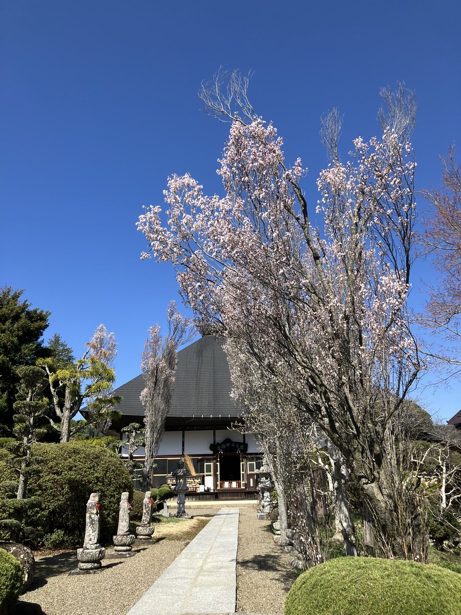 今年もほうき桜が見事に咲き乱れています🌸ソメイヨシノより、1～2週間早く咲きます。
#長野県 #上田市 #中禅寺 #桜 #重要文化財 #薬師堂 #日本遺産 #御朱印