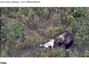 livedoornews's tweet photo. 【驚愕】行方不明のハスキー犬、クマの親子と森の中で暮らしていた ロシア
https://t.co/Nd31QC2a8V

村の人々は当時「犬はクマの餌になってしまったに違いない」と諦めていたが、警備ドローンが捉えた映像でハスキーがクマの親子と一緒に生きていることが判明。まるで家族のように遊んでいるという。 https://t.co/6hOj56kmxE