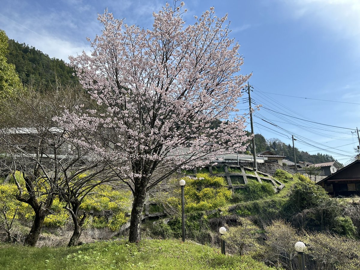 おはようございます☀
お座敷から見える桜がちょうど見頃を迎えています🌸

#山梨県 #富士川町 #十谷
#郷土料理 #みみ #桜