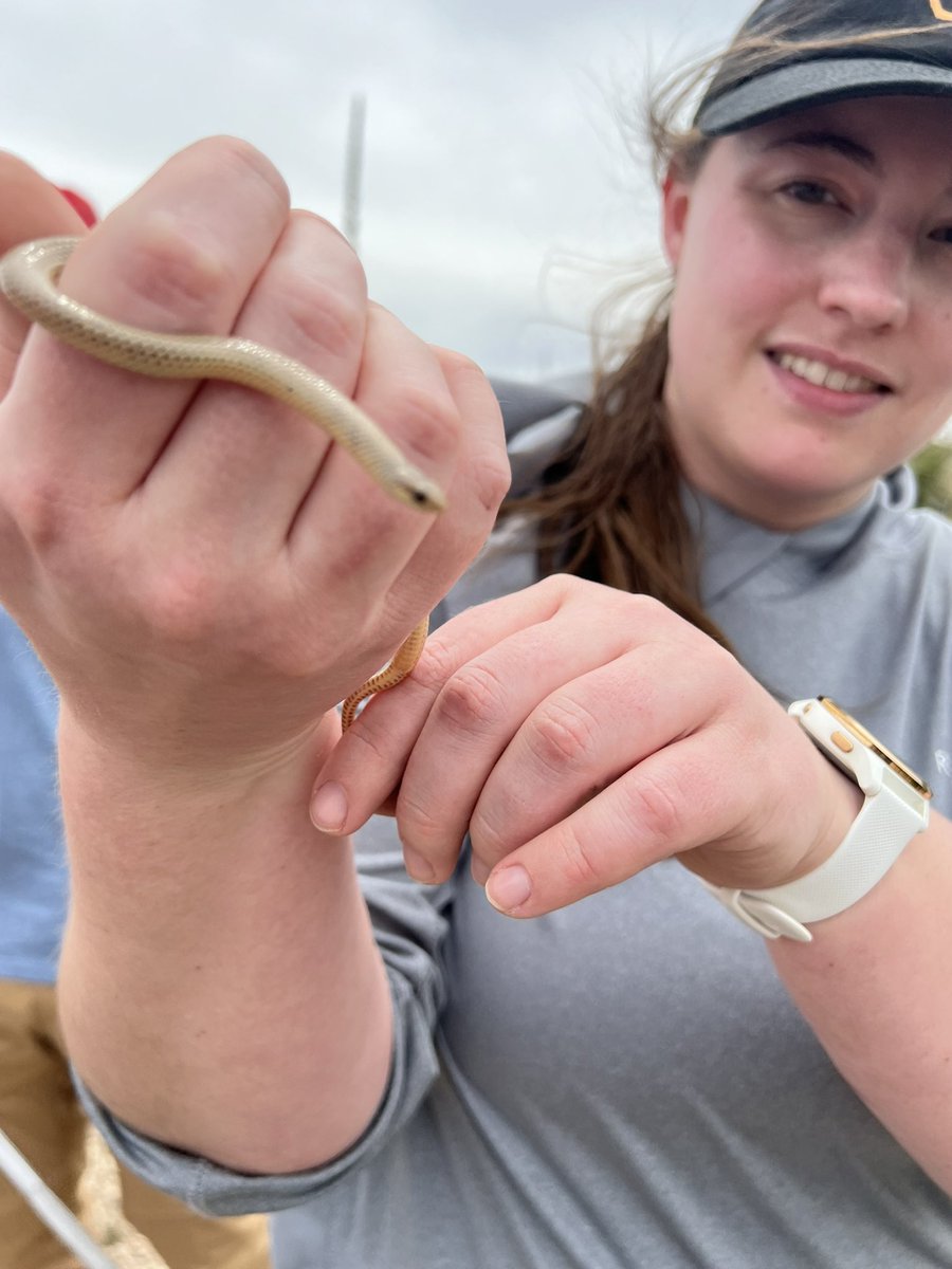 . <a href="/odessacollege/">Odessa College</a> we had a great #herping field trip PLC <a href="/OC_PLC/">OCPLC (OC Professional Learning Center)</a> 
<a href="/alex_ocg/">Alex OC_FabLab</a> 
We found 2 #rockrattlesnakes #milksnake #groundsnake a HUGE #gophersnake and a #bandedgecko
 Everyone held the massive #pituophis !
More pics to be shared 
#ocallin #ocxchange