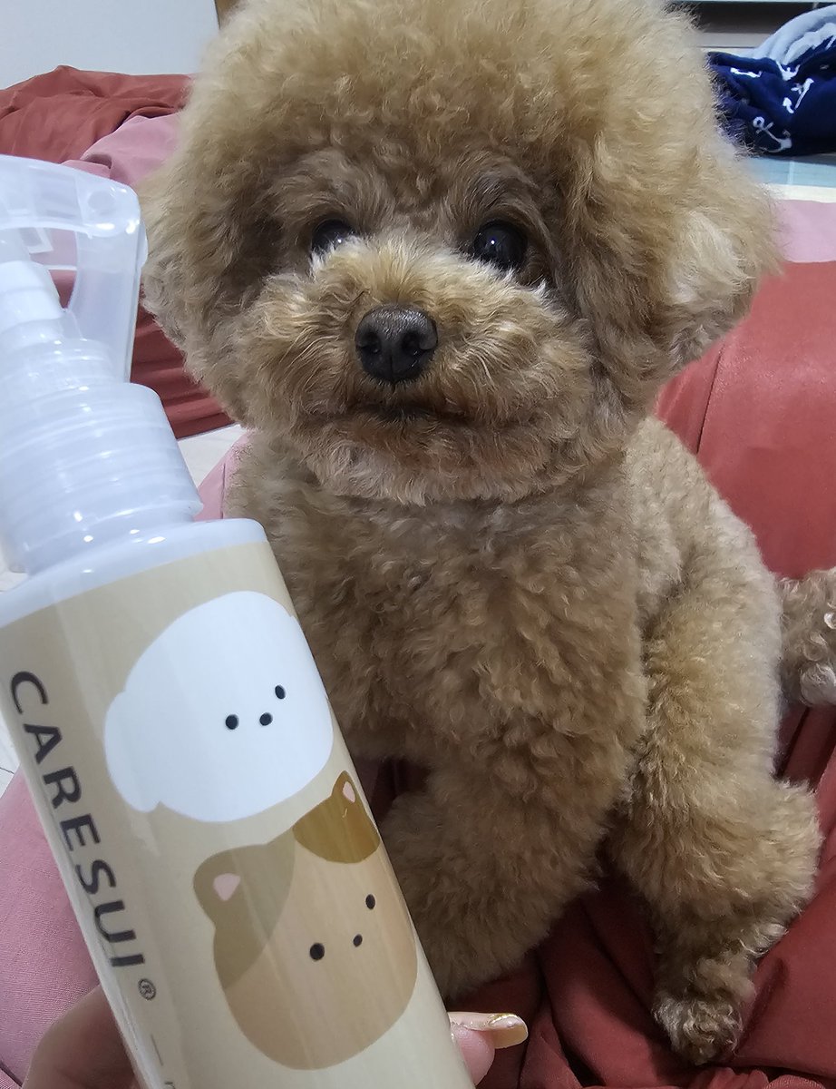 daiettogo's tweet photo. CARESUI様よりペット用化粧水いただきました😍
3種の温泉水を濃縮、天然由来100%なので舐めても大丈夫✨
マロンのお腹の乾燥がマシになりますよーに🥺
#PR #CARESUI #ケアスイ #ペット用 https://t.co/YwW3s9SKX6