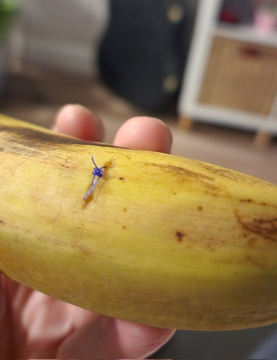 Still don't think suturing a banana is anything like suturing a fish but it helps you remember the knots I suppose. 🤷‍♀️