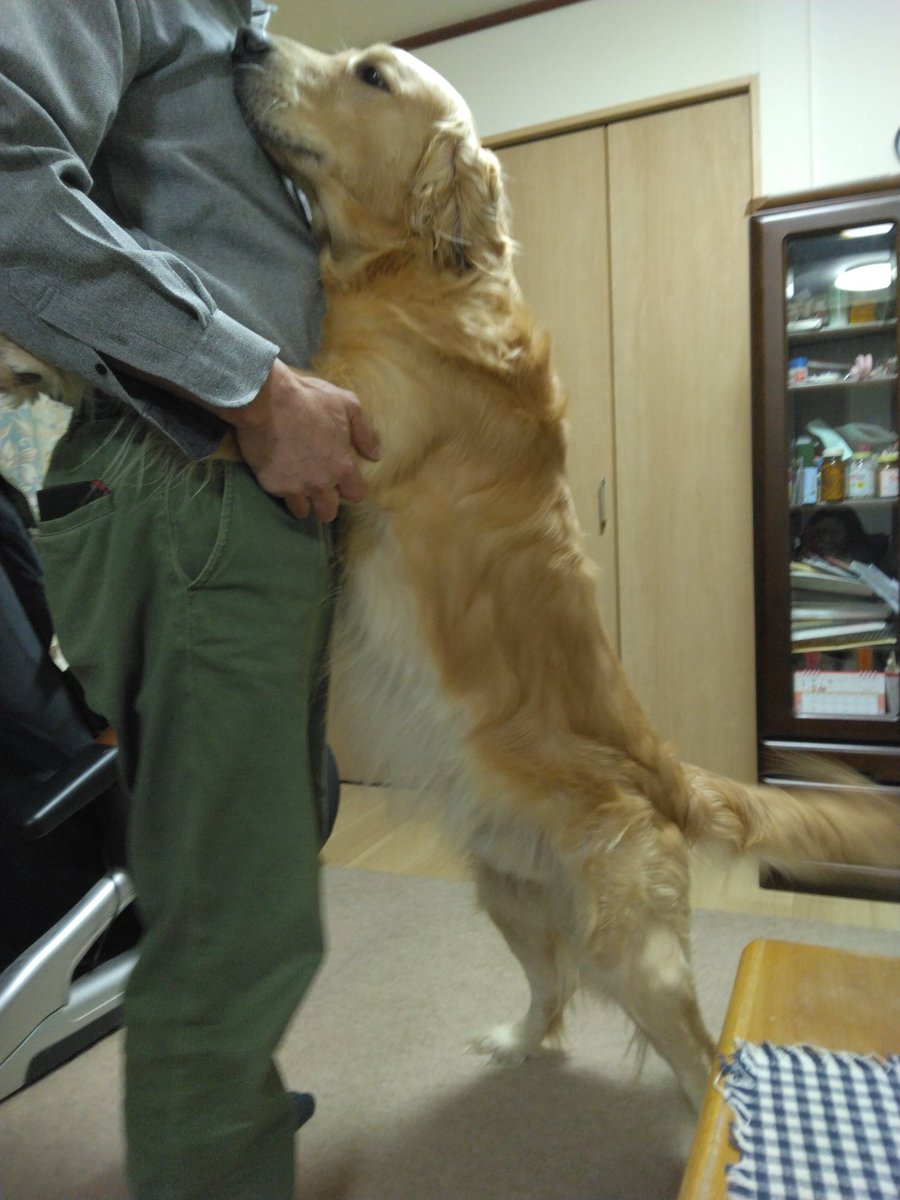 MENKOGON's tweet photo. @gekkan_wanko 犬名　　ゴンちゃん
飼い主　ゴンのママ
｢パパ！お帰りなさ～い💕��
甘えん坊の僕ですが、宜しくお願いします！ https://t.co/4iLGjlMSat