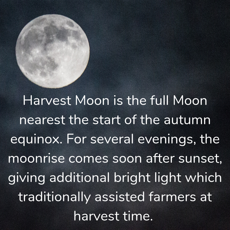 A Harvest Moon appears larger than a regular full moon because it rises soon after sunset, just above the horizon, with a bright orange hue, making for some spectacular photographs. #astronomy #Moon