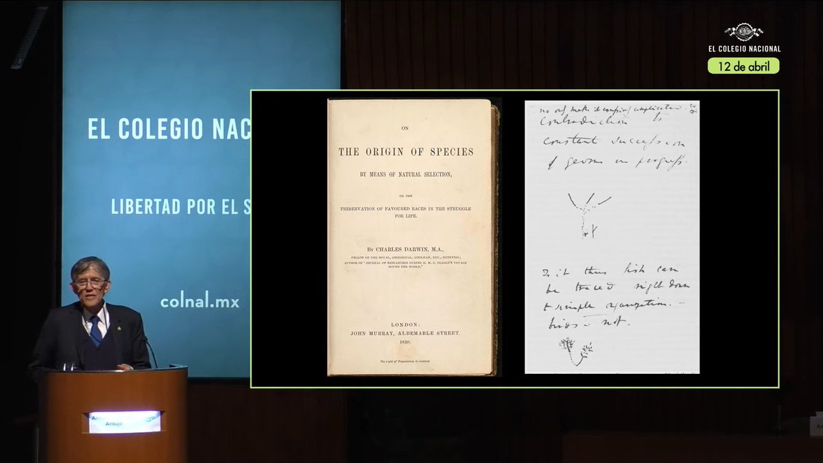 #EnVivo I Antonio Lazcano comenta que la biología mexicana tiene una enorme deuda con Ernst Haeckel, mientras que 'el gran difusor de las ideas de Darwin en México fue el biólogo Alfonso Herrera, director del @museodelchopo”. 🐒🇲🇽 👉 colnal.mx/agenda/cien-an…