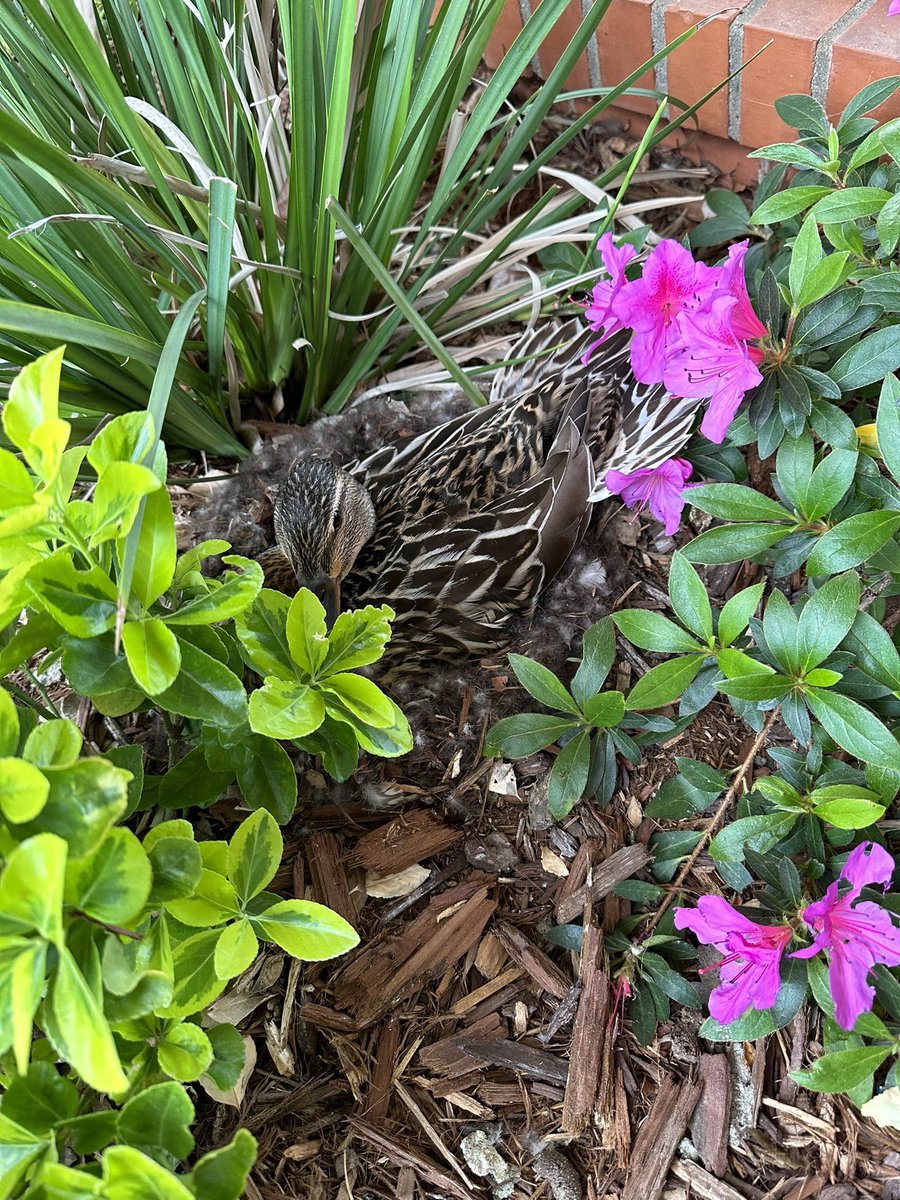 RosevilleAdultSchool tweet media