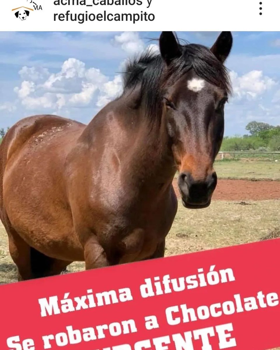 elcampito's tweet photo. Suspendemos por hoy nuestras publicaciones habituales en solidaridad con @ACMACABALLOS

Hoy les robaron un caballo que estaba con ellos hace mucho
En nuestro refugio hemos sufrido robos.
Pero no nos imaginamos lo que es el robo de un rescatado. Nosotros somos su familia y👇 https://t.co/DTQDRL5foV