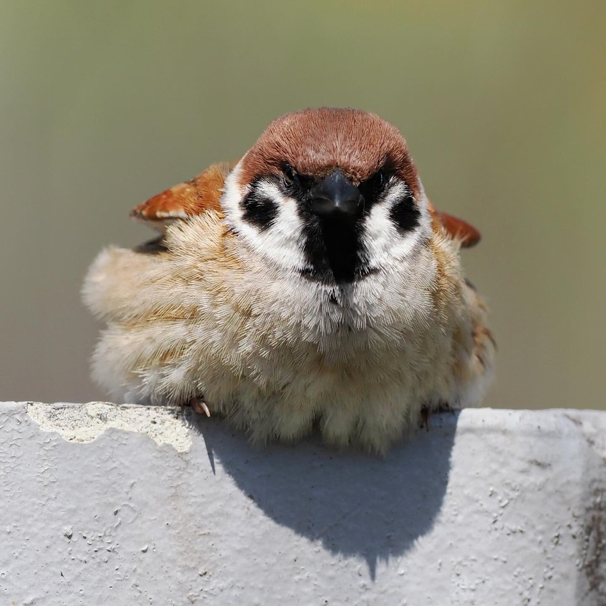 もふもふすぎ！！🤎💭

#スズメ #ちゅん活 #野鳥 #小鳥
#sparrow  #野鳥撮影