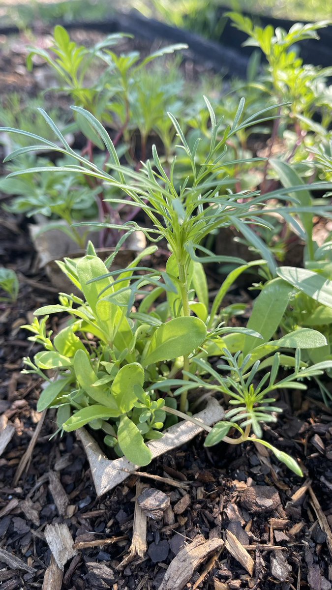 I’m planting my first flowerbed this weekend! It’s a lesson in patience growing flowers from seeds to seedlings.😅 Nature plays its part but there’s a lot of TLC involved in taking care of each plant. I’m excited about having pretty flowers in my backyard.🌸🌼