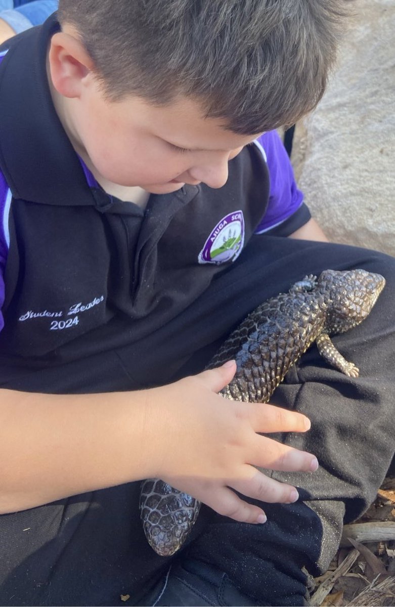 We love welcoming visitors to Ajuga! Thank you @GeorgesRiverEEC for inviting this gorgeous shingleback lizard back to Ajuga.