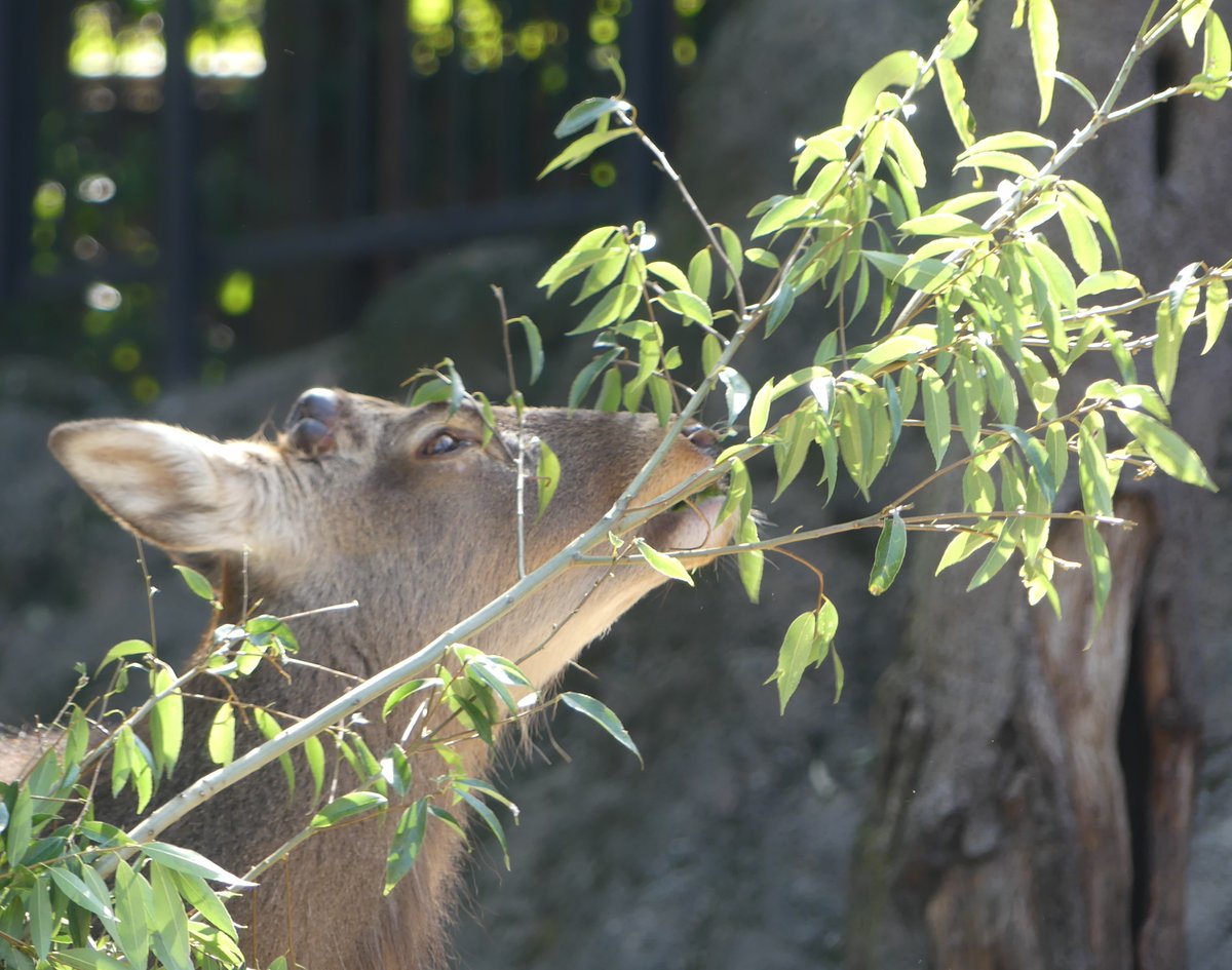 おはようございます。
今朝の動物たちの様子をお届けします。

#エゾシカ 
#朝の上野動物園