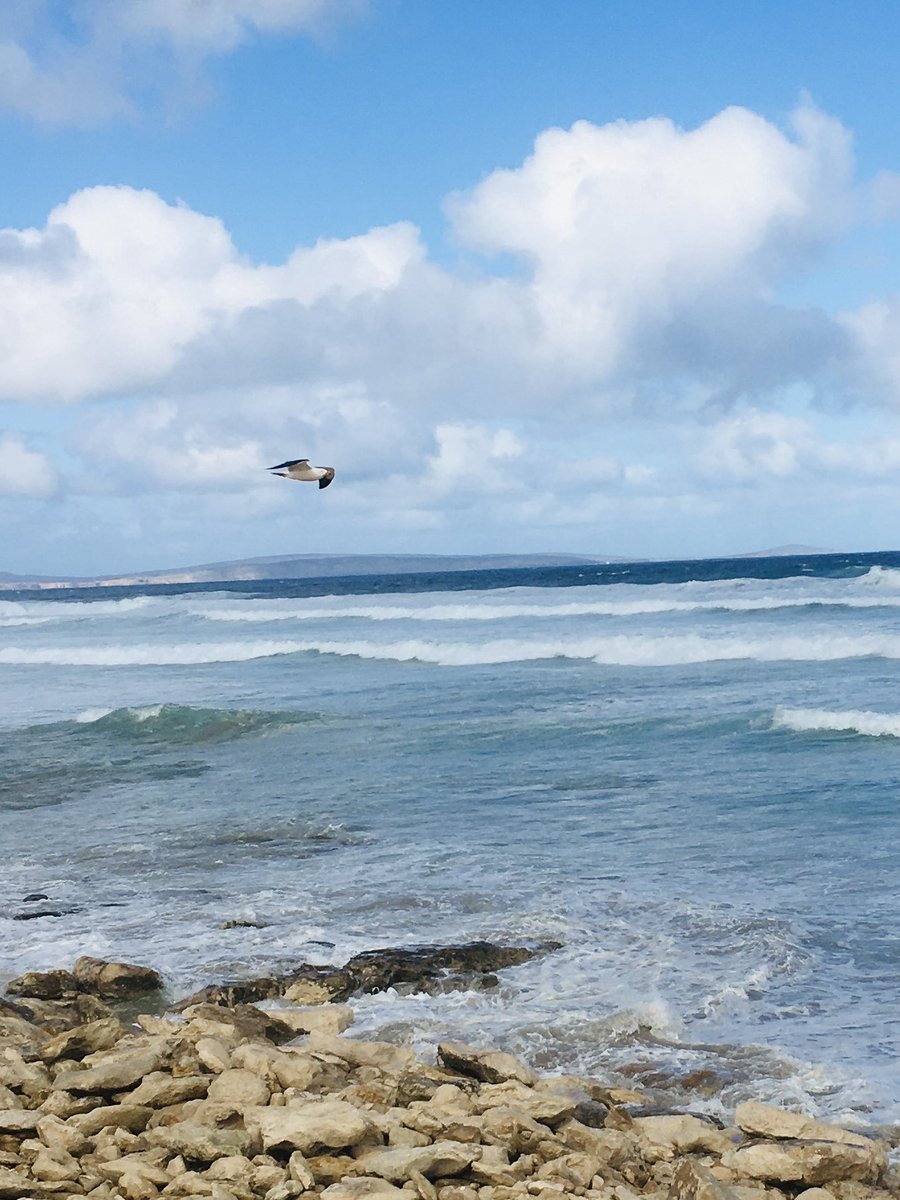 #SeagullSaturday 
#EyrePeninsula #Sleaford Aug ‘20