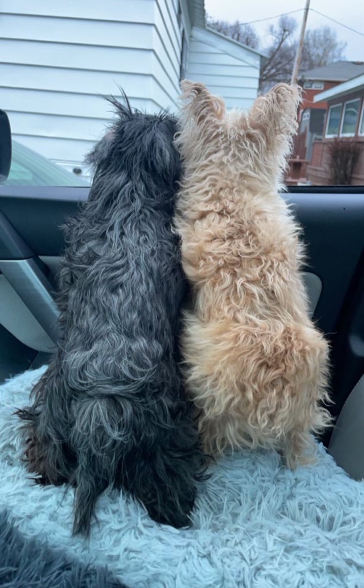 mak23's tweet photo. Today we said goodbye to our 2 little best buds, Spencer &amp; Gabbie. They have been our constant  source of unconditional love through the most joyous times of our lives and of course through our deepest heartbreaks over the past 16 yrs.  We’re going to be lost without them 🐾😢♥️ https://t.co/FoEFInsjOA