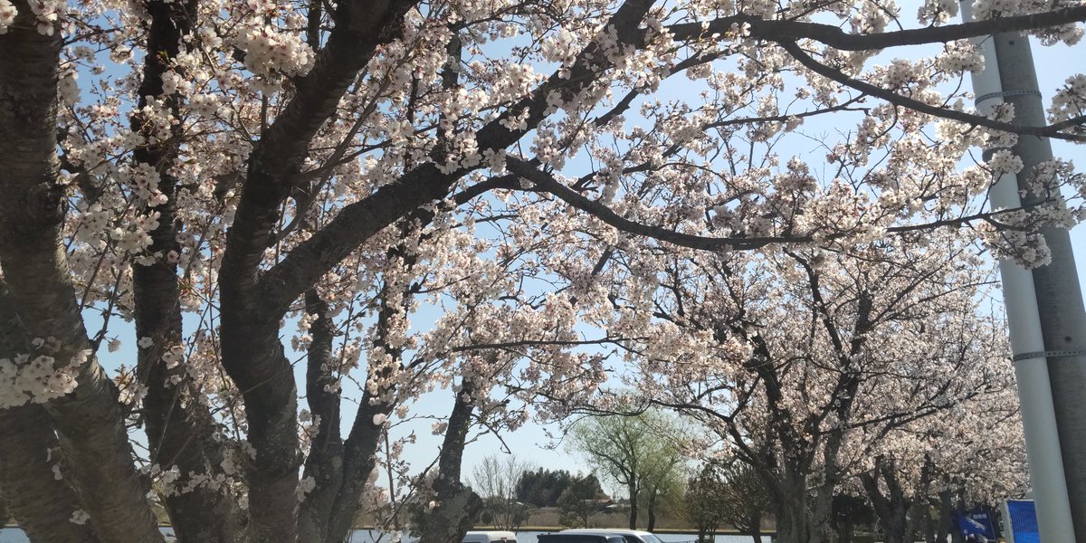 桜も綺麗です🌸 #水戸ホーリーホック #ケーズデンキスタジアム水戸