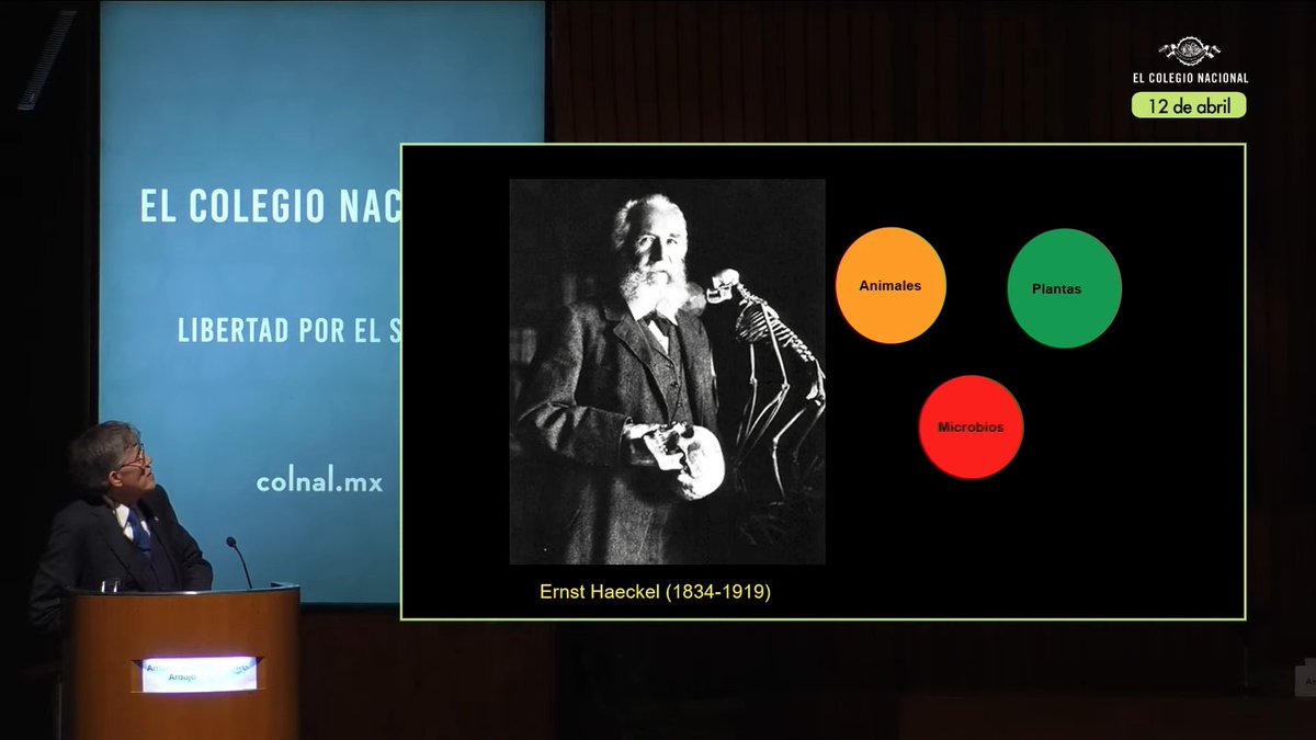 #EnVivo I 'A partir de Haeckel, ya no hablamos de animales inferiores, sino de un grupo biológico con una forma de organización distinta y compleja', sostiene Antonio Lazcano sobre el reino de los microbios. #Biología #Microbiología 🦠🔬 👉 colnal.mx/agenda/cien-an…