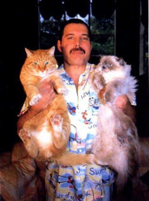 Freddie Mercury with his cats, Oscar and Tiffany.