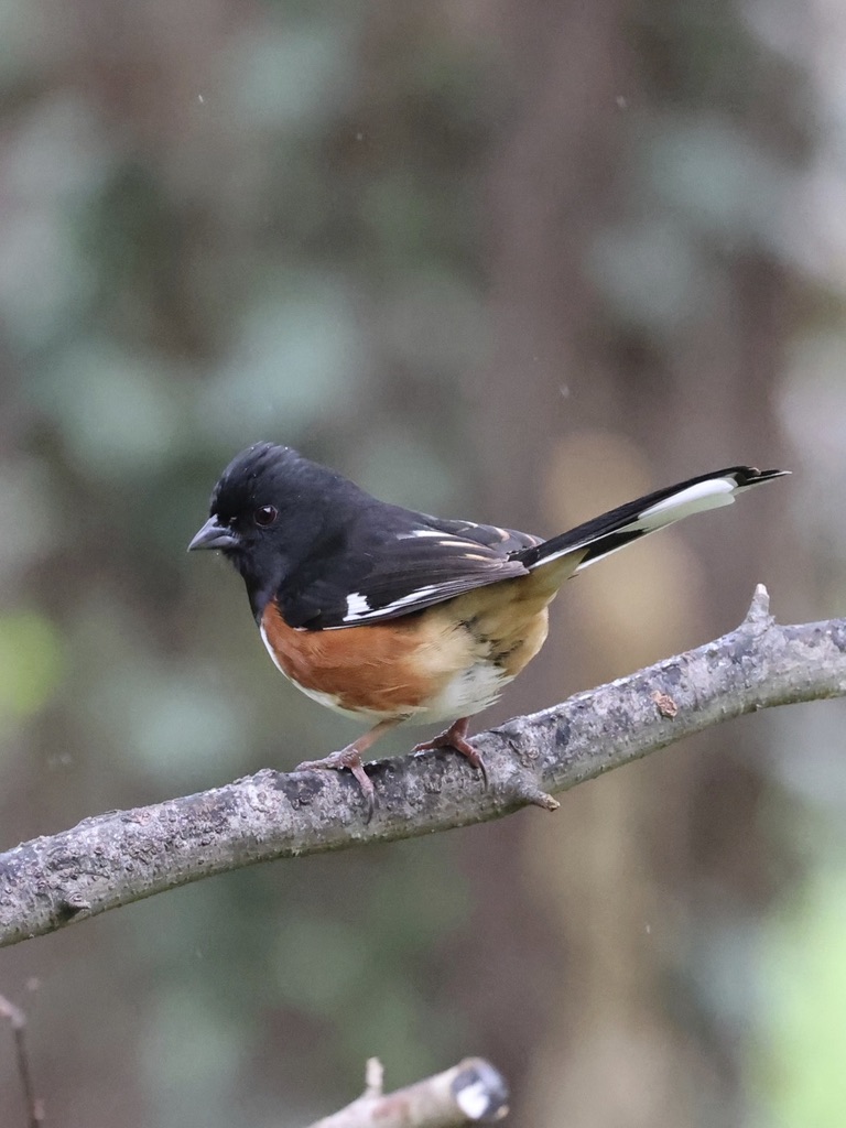 Eastern Towhees in the yard!! There were at least two adult males out there yelling 'treeeeet' & occasionally 'drink you teaaaa.' Their sounds are so loud and clear I hear them easily from inside the house. Which makes it hard to get anything else done besides look for towhees.
