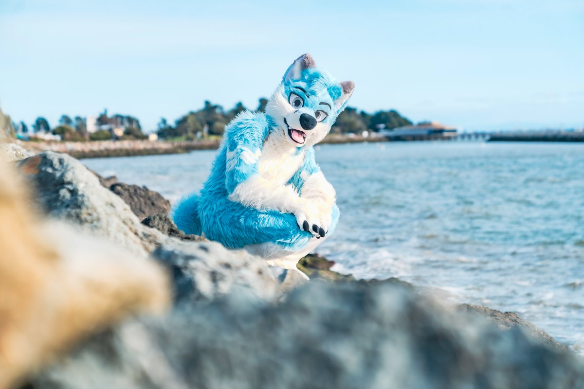 down by the marina 🛥️🌊🪨 📸: @ChatahSpots 🧵🪡✂️: @wolf_daz #FursuitFriday