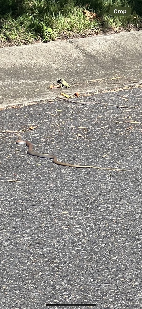There is a snake in my street