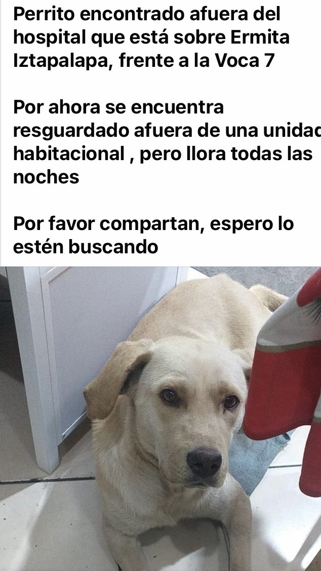 Atención Iztapalapa AYUDA a encontrar dueños Porfavor