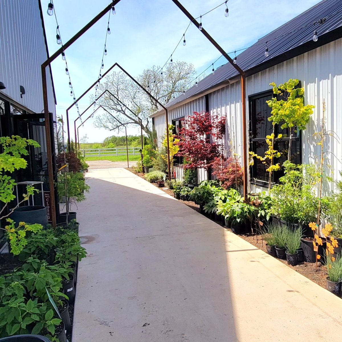 Rootedin_TX's tweet photo. NEW INVENTORY LIST 4/12:

We've got the following plants in stock, in addition to many more! 

Open Tuesday-Saturday 9-5, Sunday 10-5
12804 Pelzel Rd. Pilot Point Texas, 76258

https://t.co/Zg06NYy5XP https://t.co/bbjTn2odER
