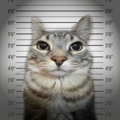 LainLuvsCats's tweet photo. #NewProfilePic https://t.co/JFUF97h72I