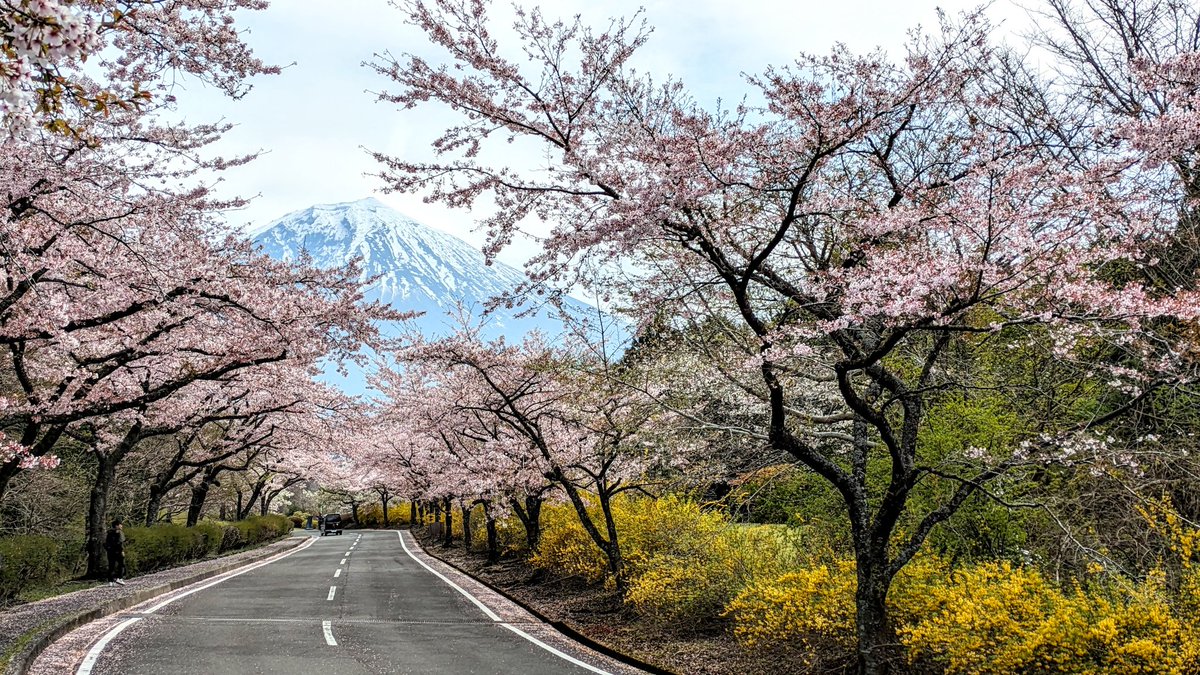 Respect2D's tweet photo. 桜並木がみごと！@富士桜自然墓地公園 https://t.co/0fIpatlHYl