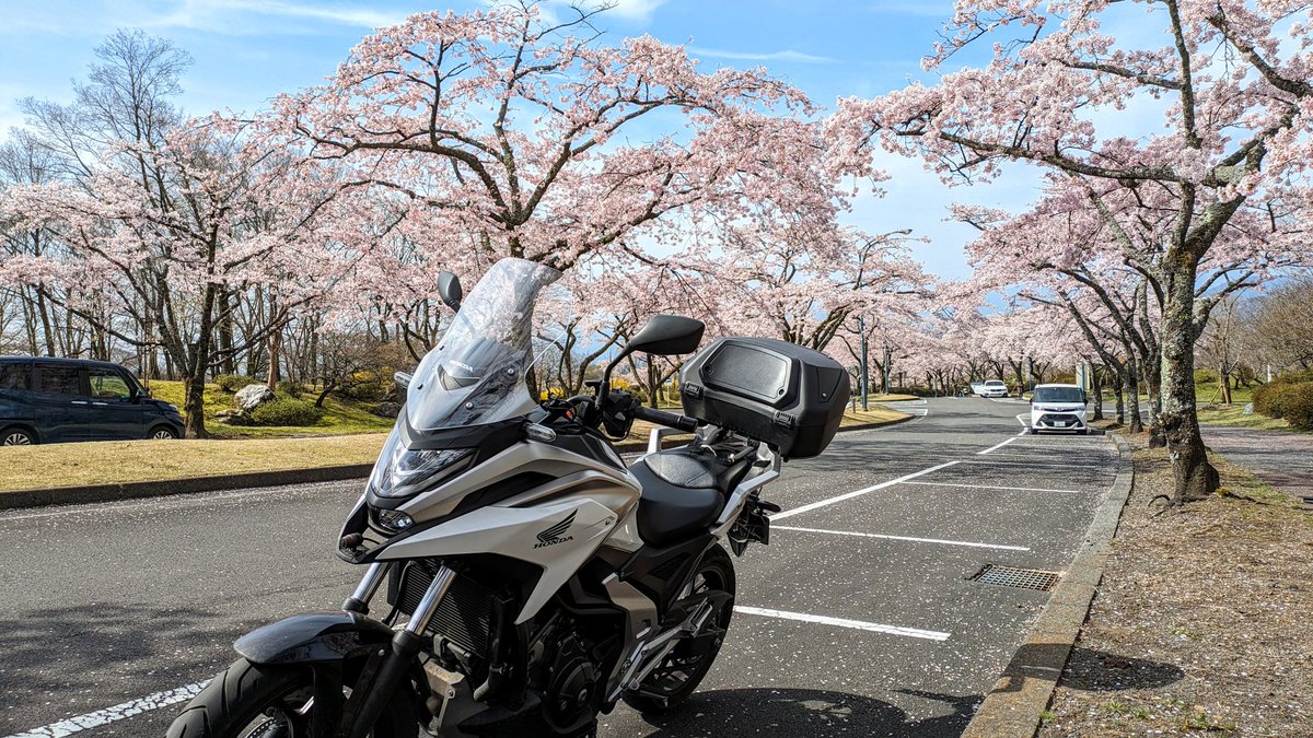 Respect2D's tweet photo. 桜並木がみごと！@富士桜自然墓地公園 https://t.co/0fIpatlHYl