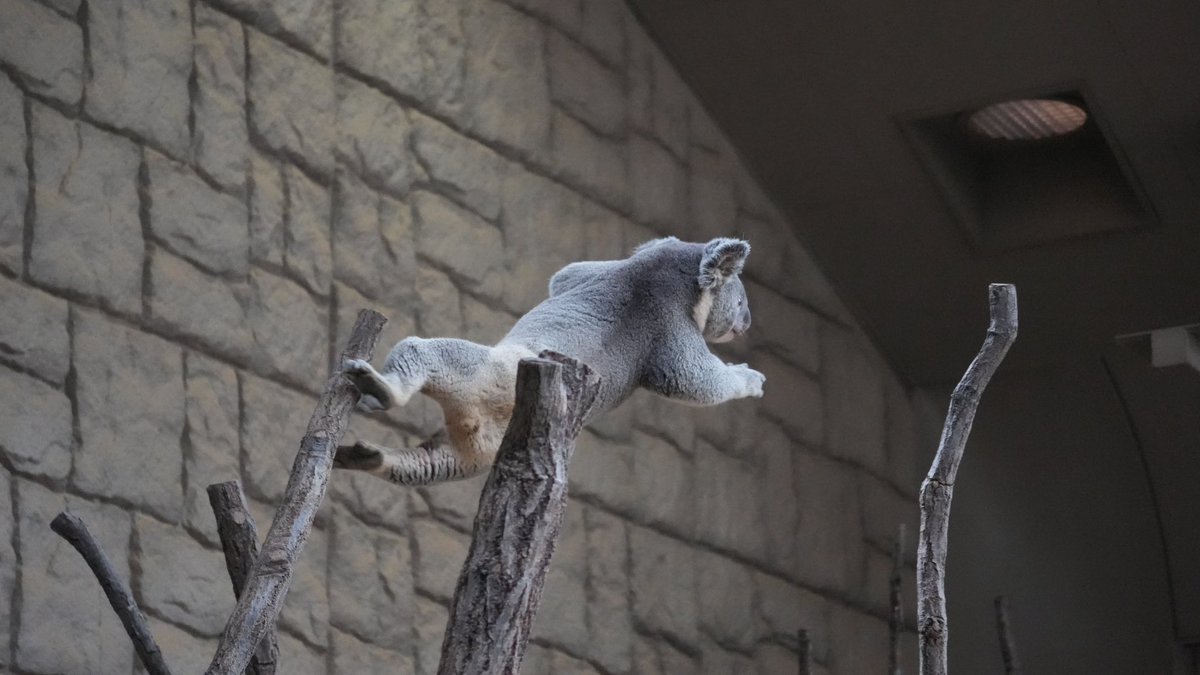 横っ跳びーーー→ #だいふく #コアラ #東山動植物園