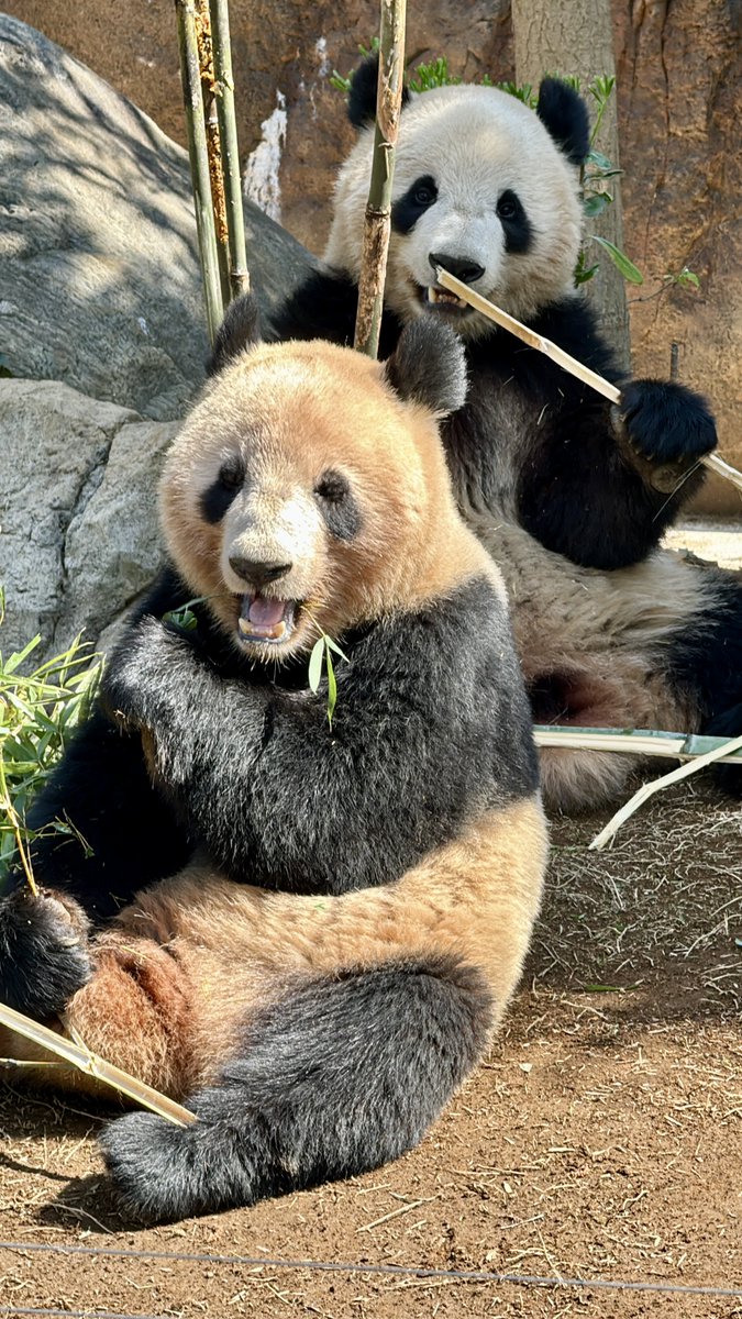 #上野動物園 #パンダ #シャオシャオ #レイレイ #シャオレイ
2024-04-13
今朝のシャオレイ。