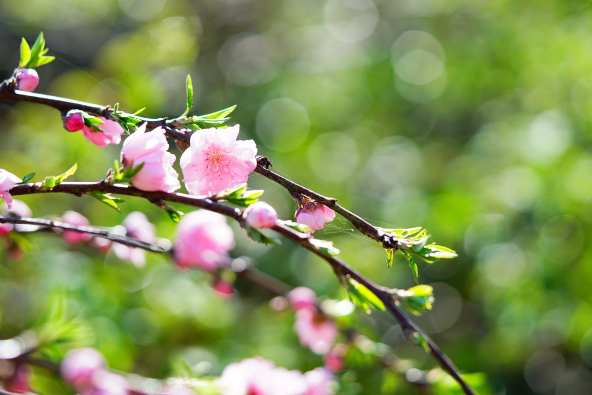 花桃🌸