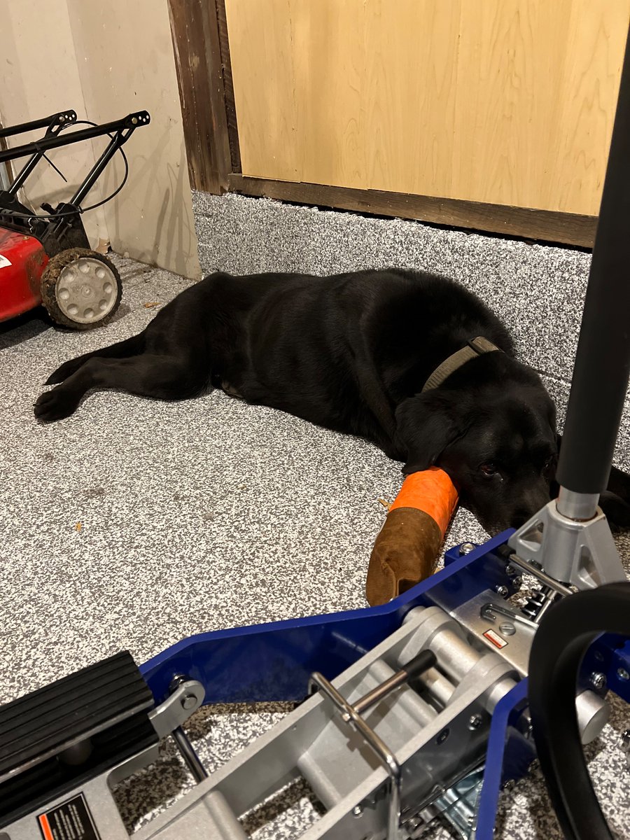 CSIRT Labrador Retriever tweet media