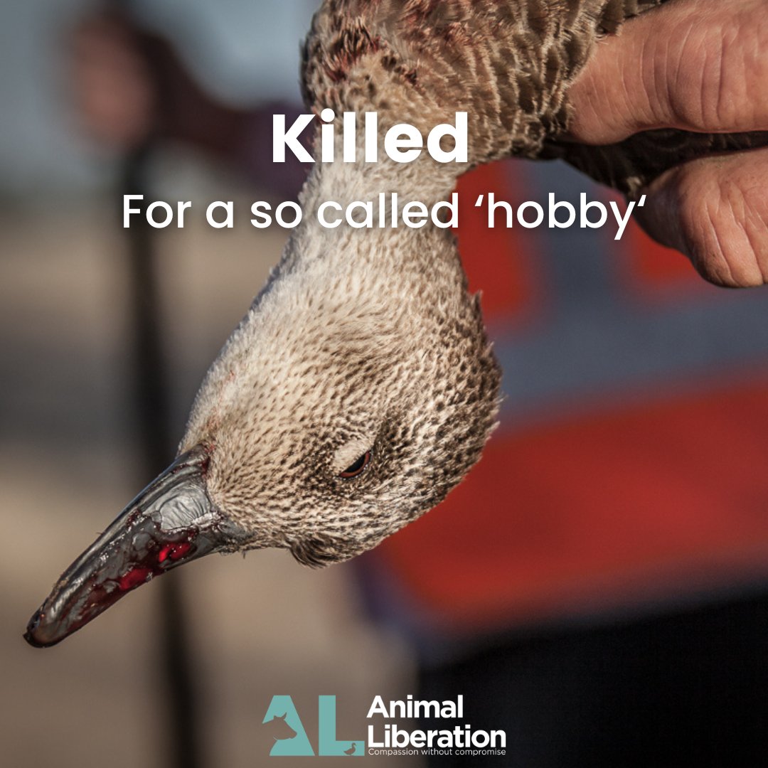 The 2024 Victorian duck shooting season runs from 10 April to 5 June. You can speak up for Victorian ducks and water birds by calling or emailing Jacinta Allen's office on phone: (03) 5443 2144 and demand a permanent end to the slaughter of Victorian ducks.