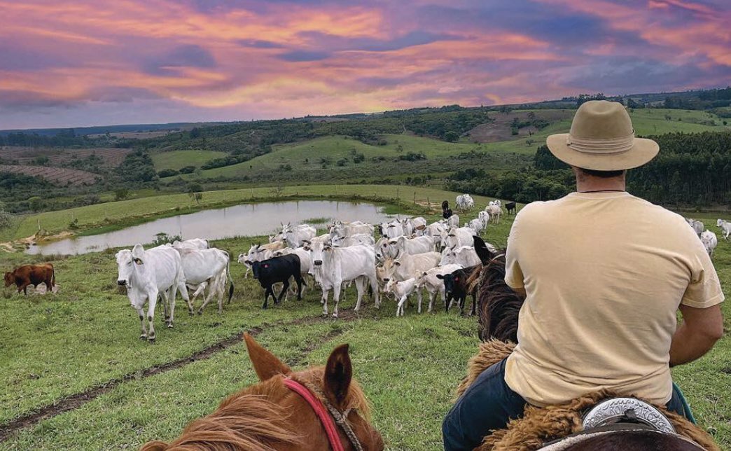 Nelore cattle have become the bedrock of Brazil’s cattle industry. They comprise a staggering 80 per cent of Brazil’s 225 million herd, and are present across Brazil’s diverse ecosystems, from the scorching Caatinga shrublands to the humid environs of the Amazon basin. The