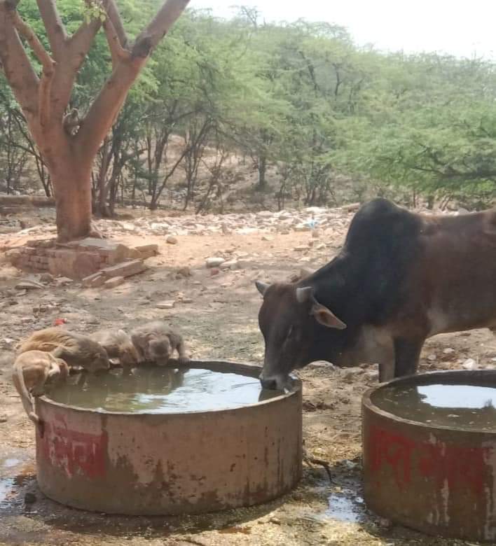 Under our #NGO Project #SummerLifeline our team provide fresh Water to Street Animals in #WaterTubs and #WaterThough at different locations at Arravali Forest area Faridabad with the help of our Water Tanker. Daliy many animals benefited by our project Summer Lifeline.