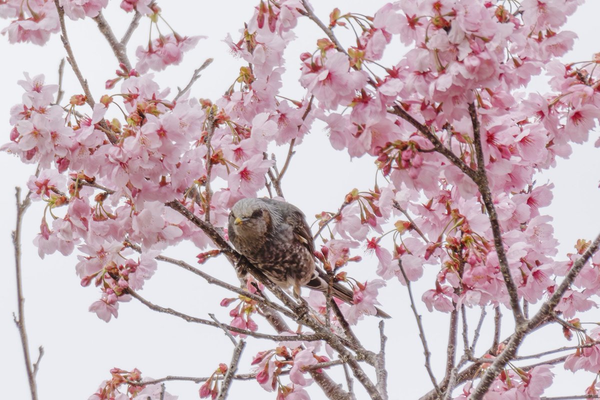 今日も仕事だー🏃 #ヒヨドリ #サクラ #桜 #野鳥 #写真好きな人と繋がりたい