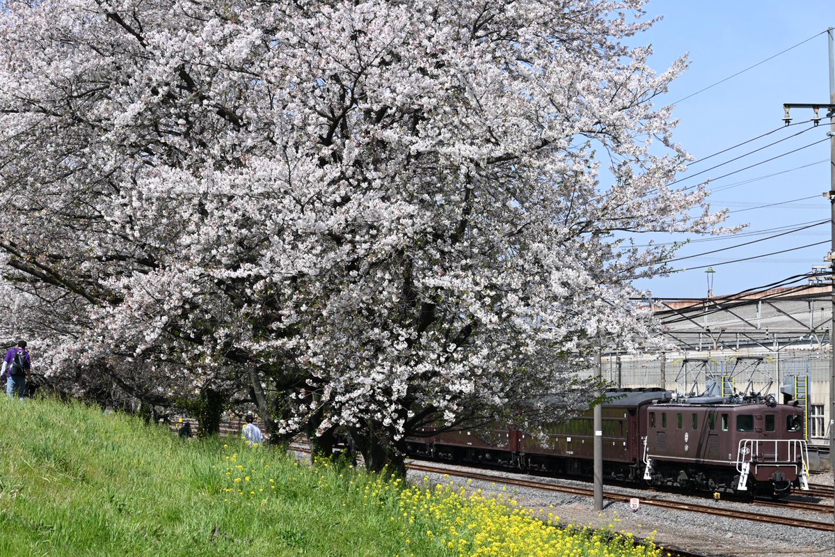 SLパレオエクスプレス(の送り込み回送) デキ105+旧客4両+C58 363 旧客が約25年ぶりに桜が見頃な秩父鉄道に入線! 広瀬川原→熊谷 ...