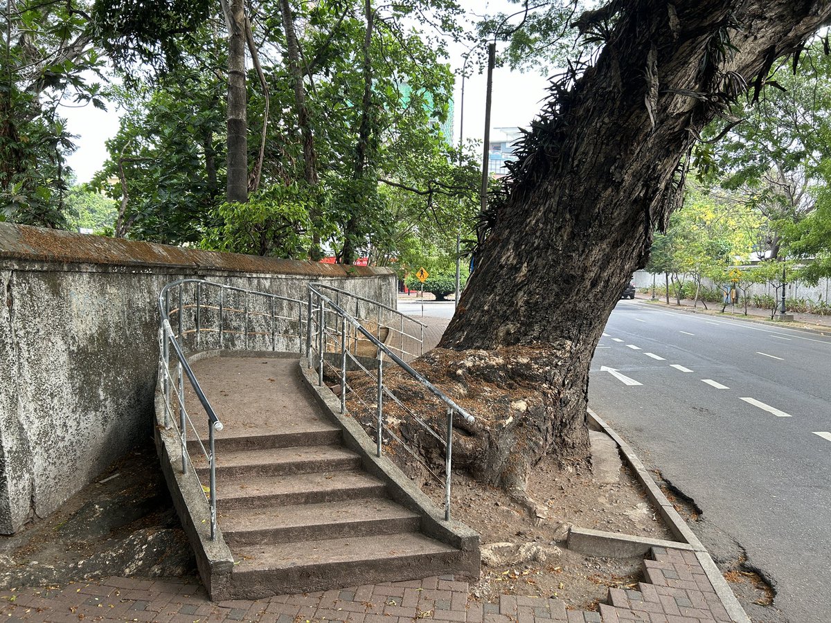 When the street tree gets so big that you need to build a sidewalk bridge over the roots! (Colombo, Sri Lanka)