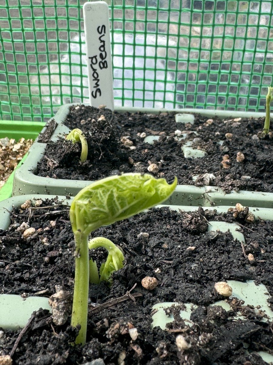 SWORD BEANS! 

I’m addicted to watching Chinese, Japanese, & South Korean cooking. 

Such value to every ingredient, resource, seasonality… it’s such a lesson in real sustainability.

I had to grow these after watching a wonderful Ugandan 🇺🇬 lady in China 🇨🇳.

#GardeningTwitter