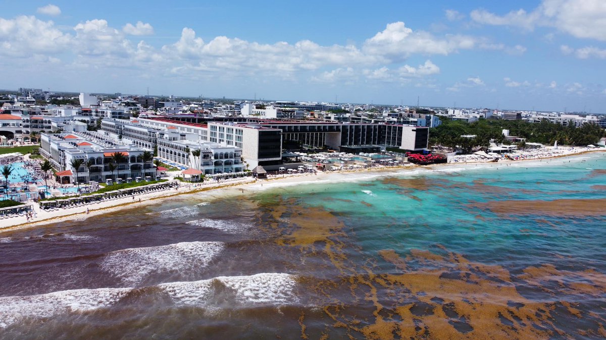 De acuerdo a la Red de Monitoreo de Sargazo de Quintana Roo, junio y julio serán los meses con más recale de sargazo en el Caribe Mexicano, que podría recibir más de 800 mil toneladas del alga. No toda llegaría a las costas, por las corrientes. #CaribeMexicanoNewEra
📷 Noe Aduna